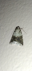 Blenina squamifera