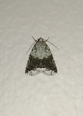 Blenina squamifera