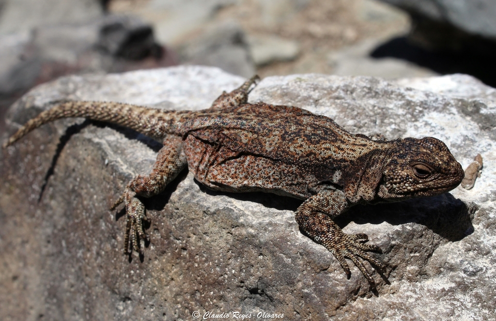 Valparaiso Chuckwalla