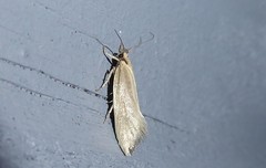 Tingena chloradelpha