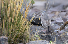 Muscisaxicola griseus