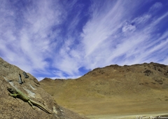 Phymaturus alicahuense