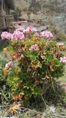 Pelargonium