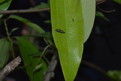 Ricanoptera fenestrata