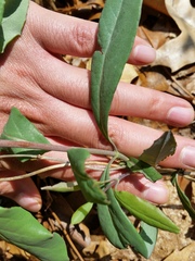 Lonicera sempervirens