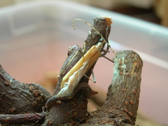 Proholopterus annulicornis