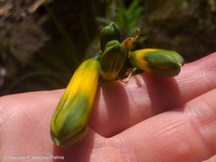 Phaedranassa viridiflora