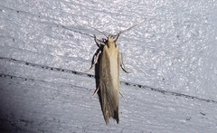 Tingena chloradelpha