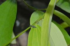 Ricanoptera fenestrata