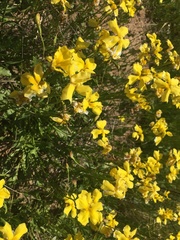 Goodenia pinnatifida