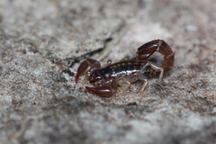 Bothriurus asper