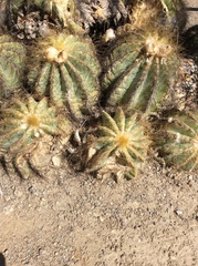 Parodia magnifica