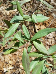Lonicera sempervirens