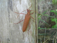 Proholopterus chilensis