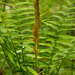 Osmundastrum cinnamomeum - Photo (c) Tom Potterfield, μερικά δικαιώματα διατηρούνται (CC BY-NC-SA)
