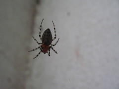 Alpaida gallardoi