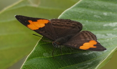 Adelpha saundersii