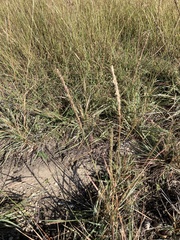 Tridens albescens