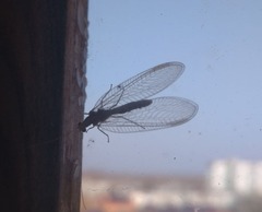 Chrysoperla carnea
