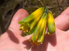 Phaedranassa viridiflora