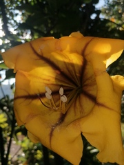 Solandra maxima