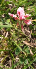 Trifolium polymorphum