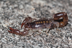 Bothriurus asper