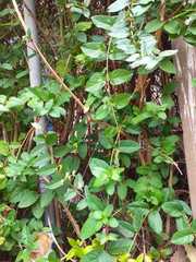 Magnoliopsida