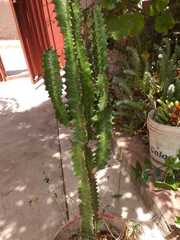 Magnoliopsida