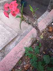 Magnoliopsida