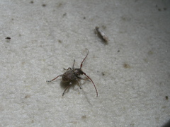 Microcleptes aranea