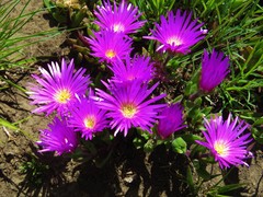 Delosperma sutherlandii