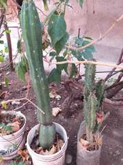 Trichocereus bridgesii
