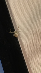 Misumena vatia
