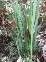 Liliopsida