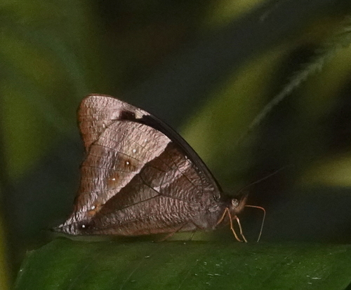 Corades pannonia