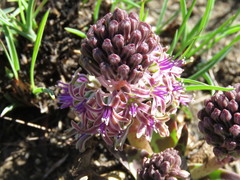 Ledebouria ovatifolia
