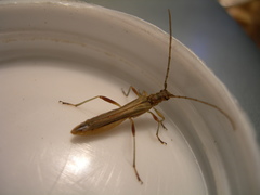Stenorhopalus virescens