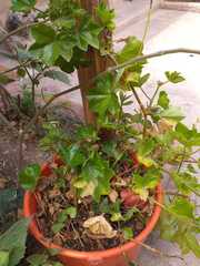 Magnoliopsida