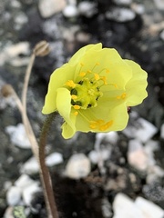 Papaver labradoricum