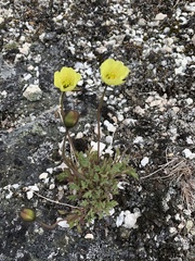 Papaver labradoricum