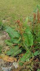 Rumex
