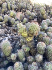 Mammillaria mazatlanensis