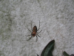 Alpaida gallardoi