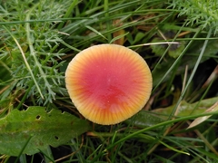 Hygrocybe mucronella