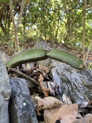 Acanthocereus cuixmalensis