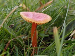 Hygrocybe mucronella