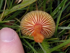 Hygrocybe mucronella