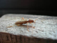 Xenocompsa flavonitida