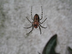 Alpaida gallardoi
